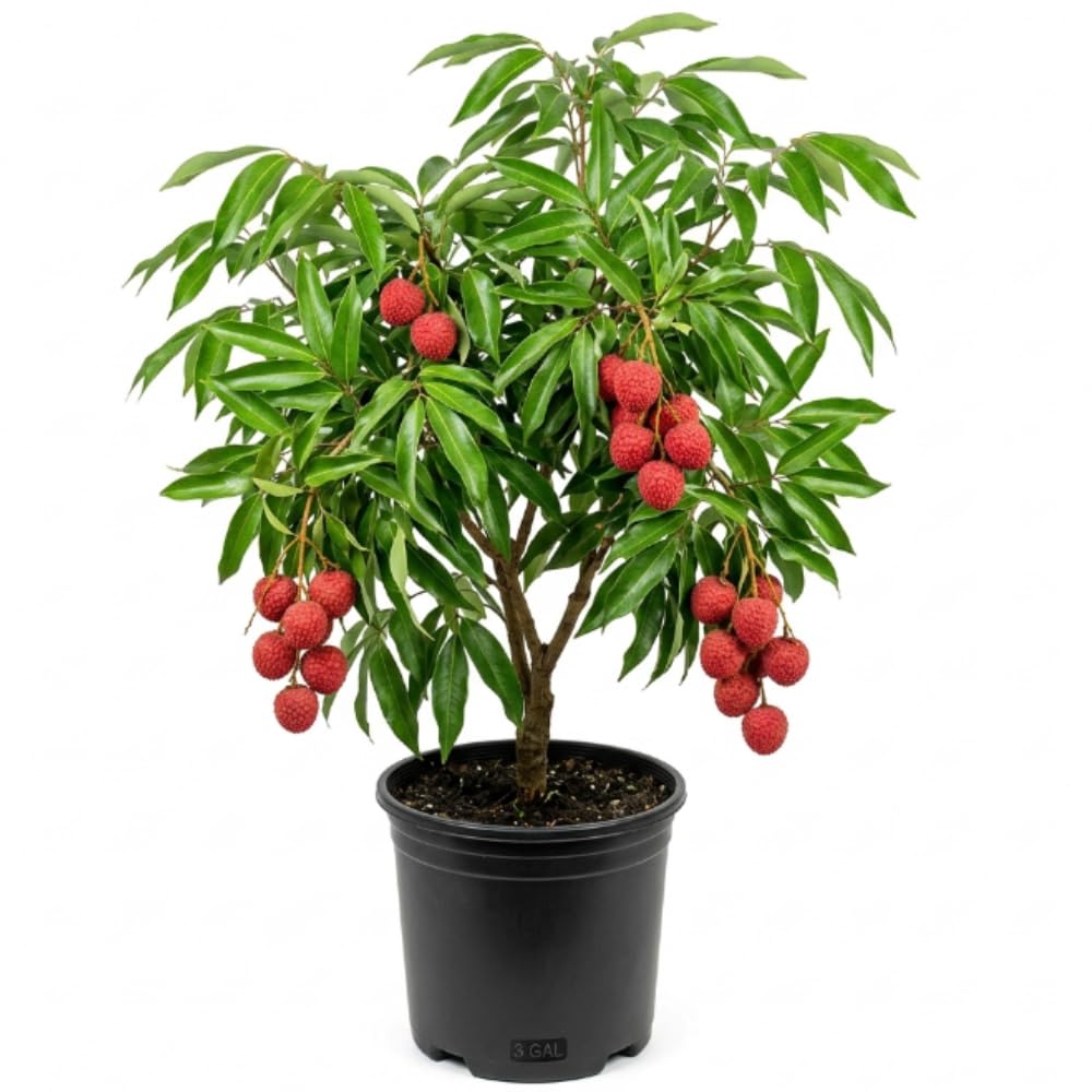 Sweet Lychee Trees Live Plant, 3-4 Ft Tall, 3 Gallon Pot, Lychee Fruit Tree, Litchi Fruits Plant, Perennial Tropical Fruit Plant, No Ship to CA