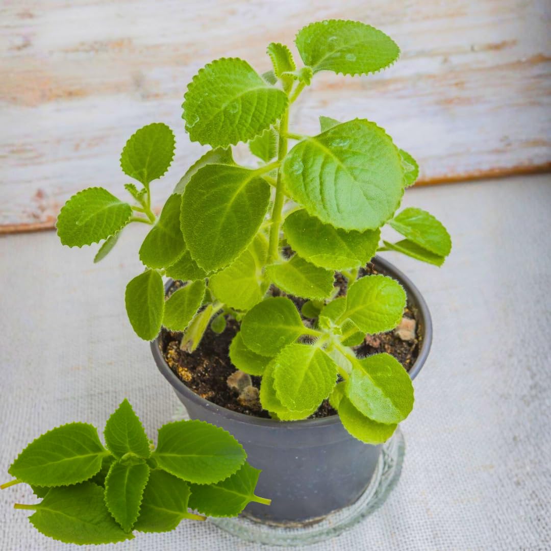 2 Mixed Cuban Oregano Plants Live for Indoor Outdoor Planting, Starter Size 4-6" in Tall, Mexican Mint Plant, Spanish Thyme Culinary Herb Indoor Outdoor Growing