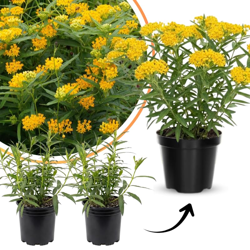 2 Yellow Milkweed Plants Live for Spring Planting, Butterfly Mikweed 4-8" in Tall, Asclepias Tuberosa Plants Bush for Perennial Flowers Outdoor Growing