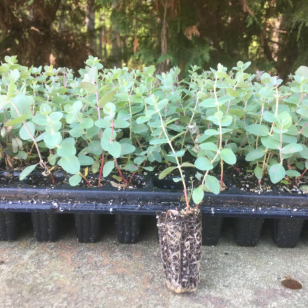 Set of 3 Silver Dollar Eucalyptus Trees Live Plants Bushes for Containers and Landscapes, Easy-Care, Starter Size, 3.5 to 6 Inc Tall, No Pot, Fragrant, Cold Hardy