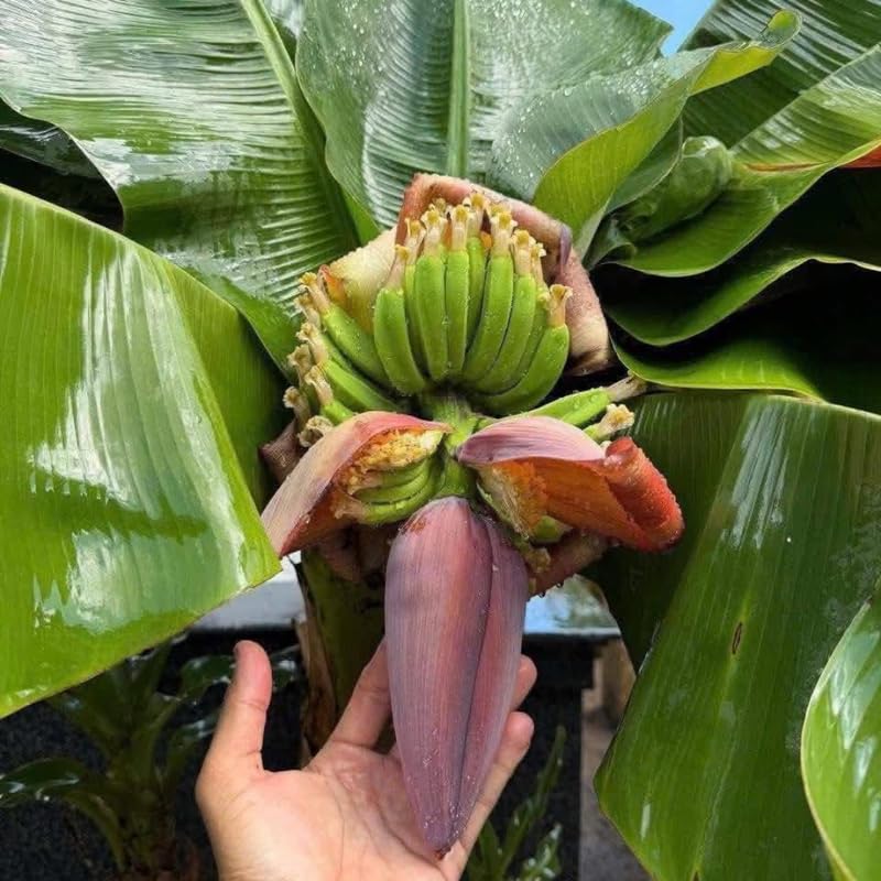 Rare Yellow Banana Plant Live for Planting, Banana Trees Live Plants for Outdoor Indoor Planting, Cold Hardy, 4-7" in Tall, No Pot, Musa Plant
