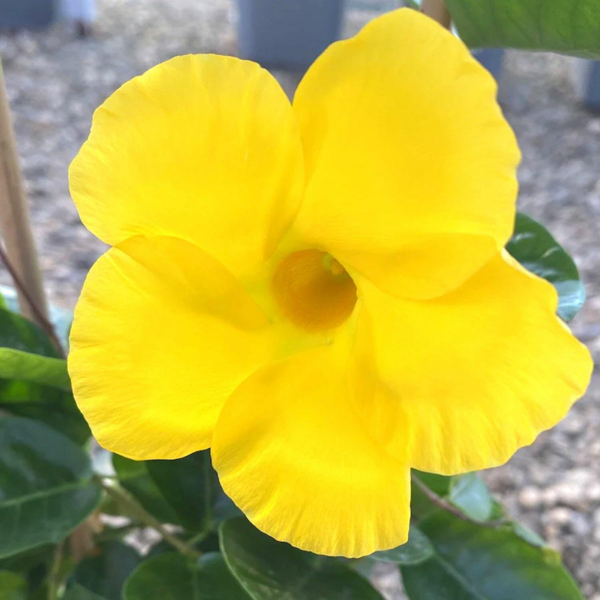 2 Mandevilla Plants Live, 4 to 6 Inc Tall, Yellow Mandevilla Vine Plant Mandevilla Flowers