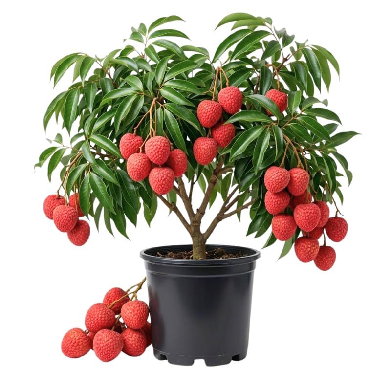Sweet Lychee Tree Live Plant, Lychee Tree, Hardy Tropical Fruit Live Plant, 2-3' in Height 3 Gallon Pot for Planting, No Ship to CA