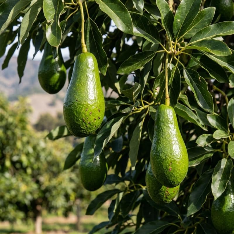 Dark Green Avocado Tree Live Plant in 3 Gallon Pot, 1-2' Tall, Avocado Fruit Tree, Cold Hardy for Planting, No Ship to CA