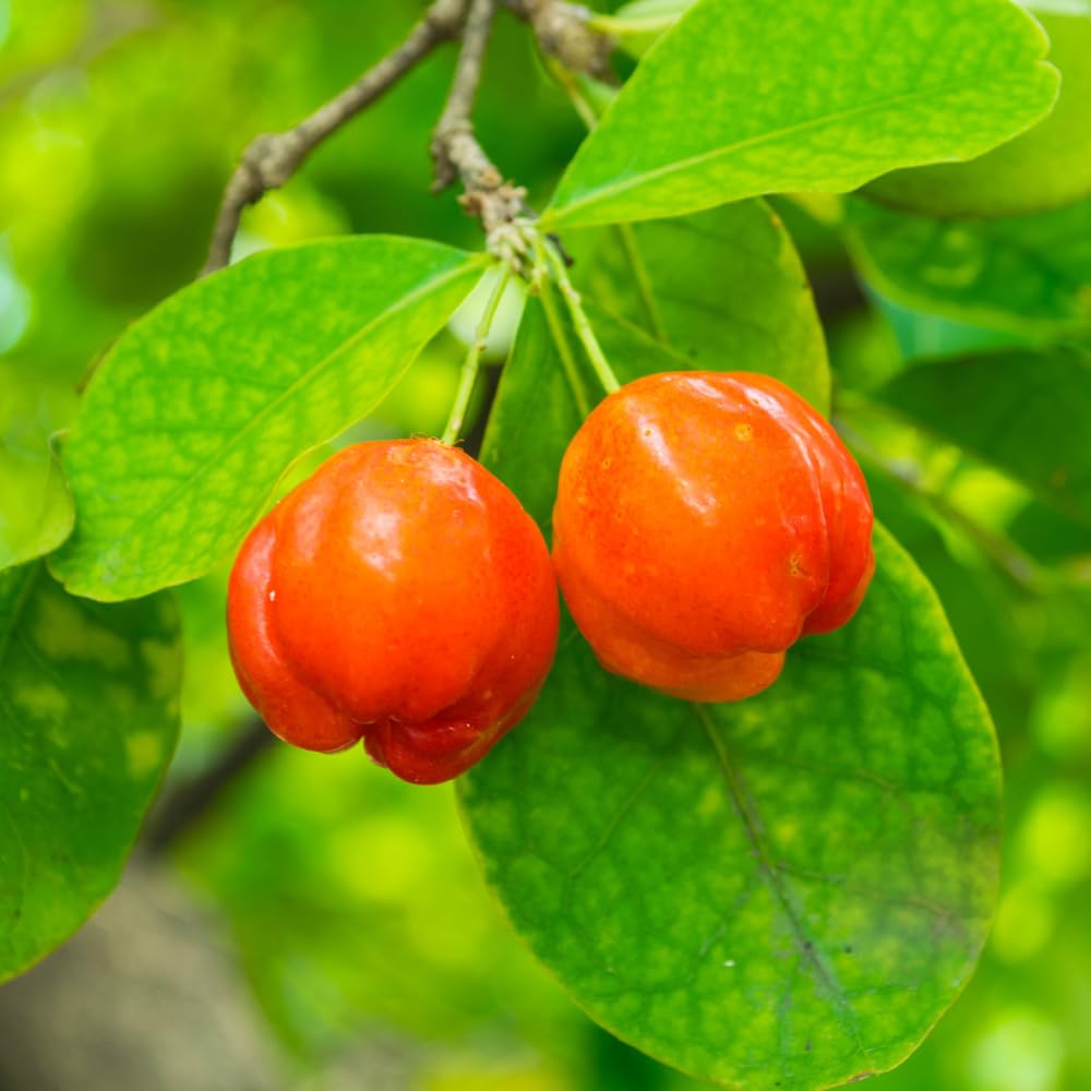 Barbados Cherry Tree Live Plant in 1 Gallon Pot, Barbados Cherry Plant, Sweet Berries for Patio and Garden, Fruit Trees from 1-2 Feet Tall, No Ship to CA