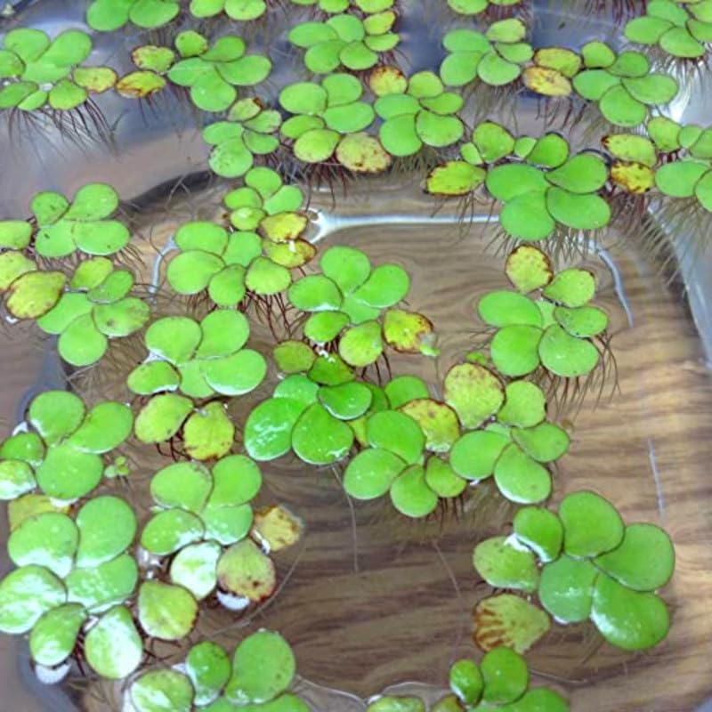 4000+ Duckweed Plants Live, Live Aquarium Plants, Aquarium Plant Live, Live Duckweed Plant Freshwwater Plant Live