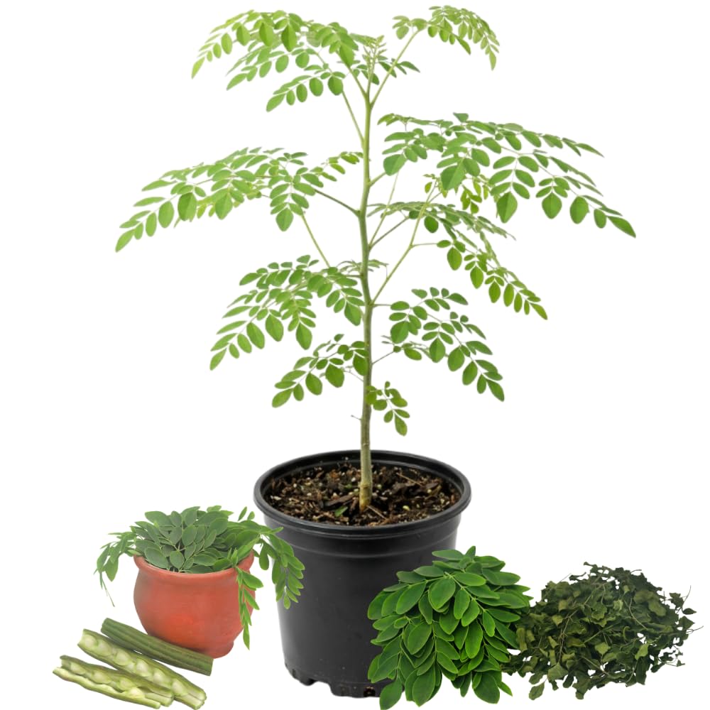 Moringa Tree Live Plant, Drumstick Moringa Tree 1-2 Feet Tall in 1 Gallon Pot, Fast Growing Tropical Plant, No Ship to CA
