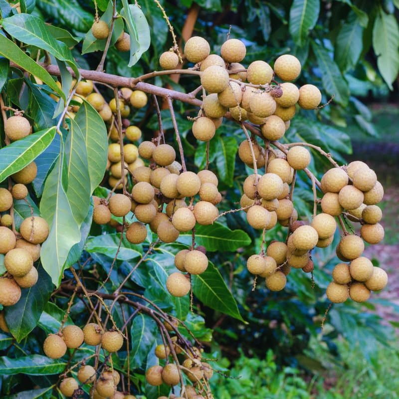 Sweet Longan Tree Live Plant Outdoor, 3 Gallon Pot, Longan Fruit Tree from 2 to 3 Feet in Height No Ship to CA