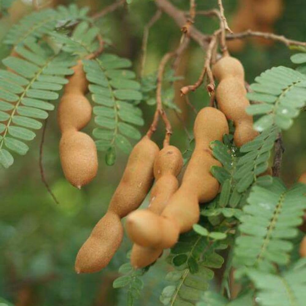 Live Tamarind Tree 18-24"Tall in 1 Gallon Pot, Live Tropical Fruit Plant, Tangy Tamarind Fruit Tree for Planting Outdoor Garden, No Ship to CA