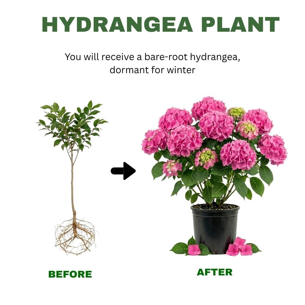 Pink Hydrangea Live Plant 1–1.5 ft Tall, Hydrangea Bush Plant, Outdoor Flowering Shrub, Garden Landscaping Plant, Hardy Perennial with Vibrant Pink Blooms, Bare Root