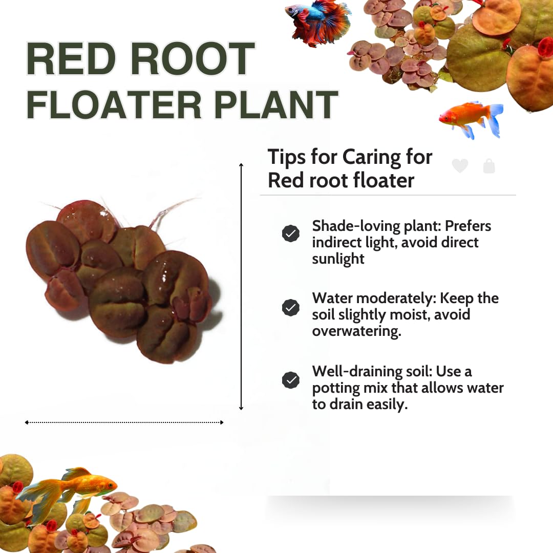 60+ Live Red Root Floater Plants - Vibrant Floating Aquarium Plants - Live Aquarium Plants for Growing - Aquatic Plant Live
