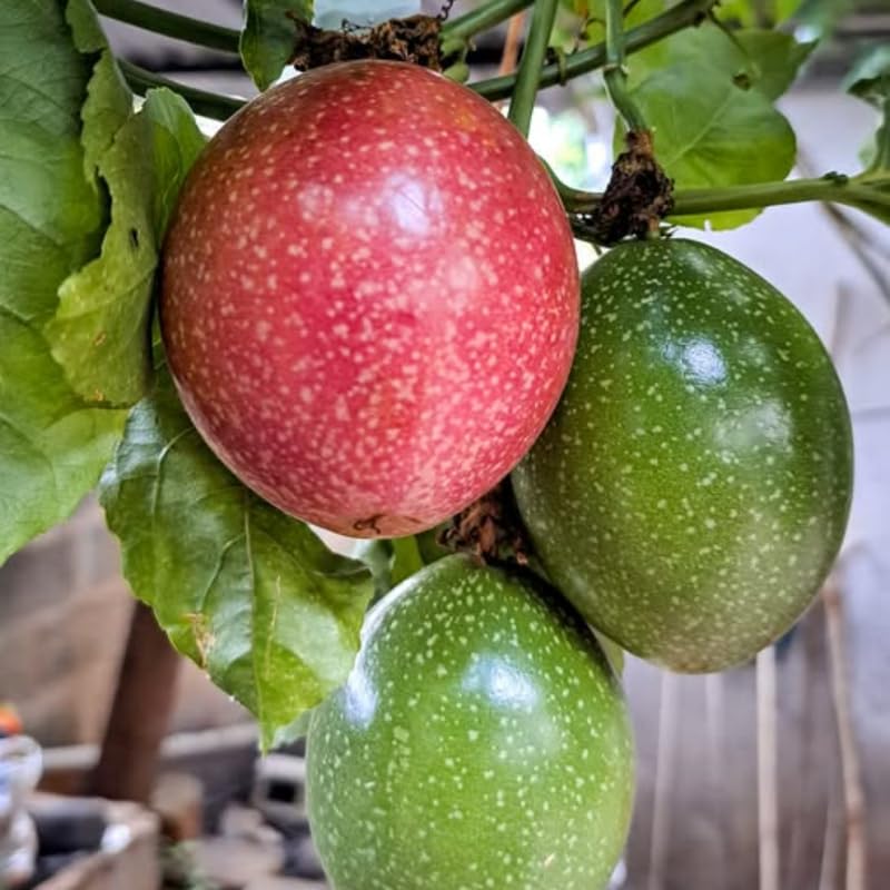 Passionfruit Tree Live Plant, Passion Fruit Vine for Planting, 4-8 Inches Tall