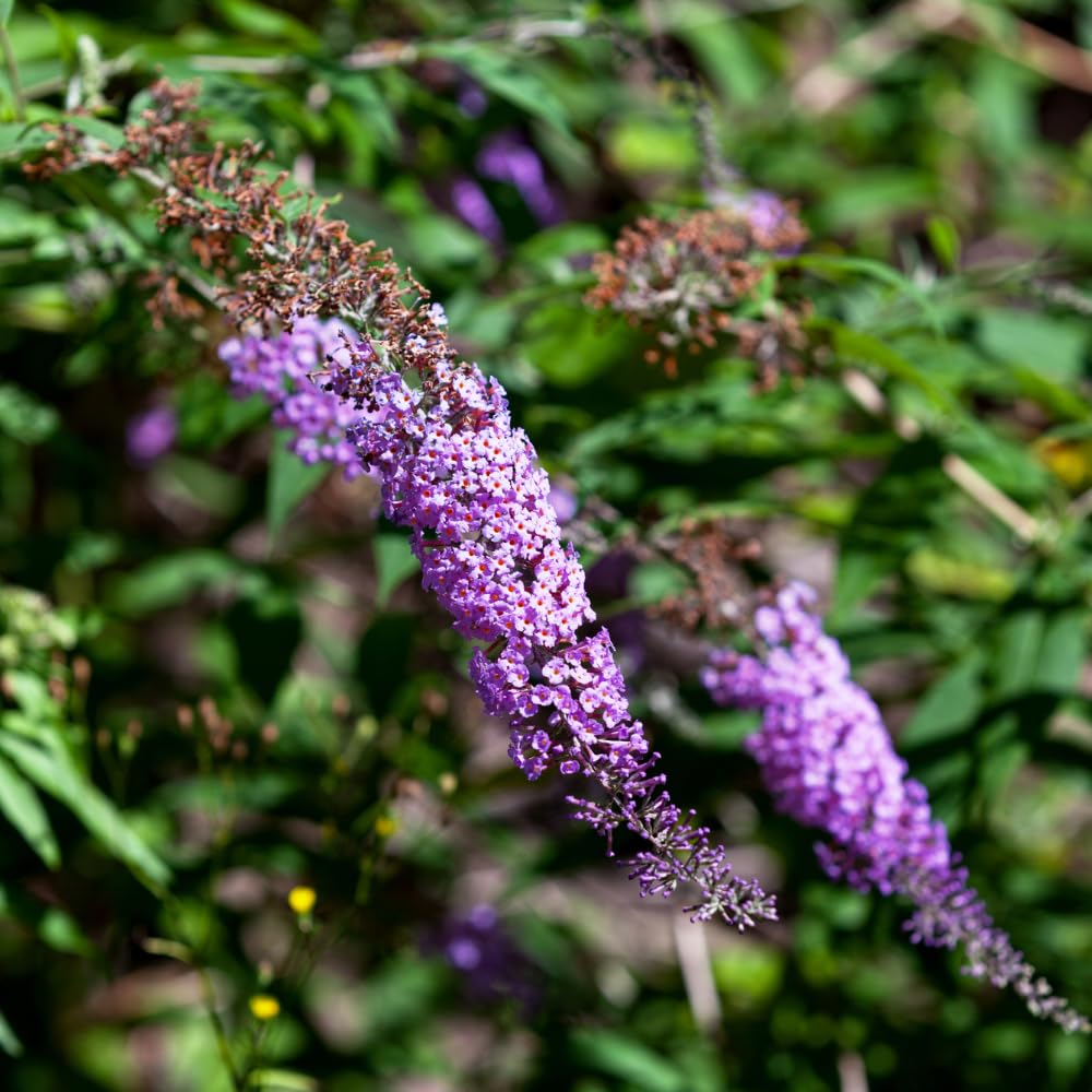 2 Purple Blue Butterfly Bushes Live Plants, Perennial Butterfly Bush for Outdoor Garden 4-7 Inches