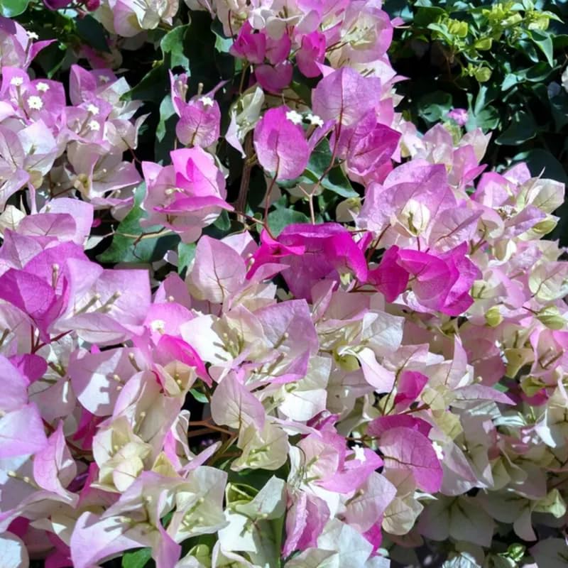 3 White Pink Bougainvillea Plants Live, 4-8” Tall Flowering Bougainvillea Vines, Tropical Climbing Plants for Garden or Containers, No Pot