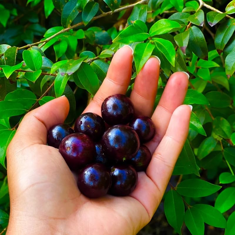 Jaboticaba Live Plant, Black Jabuticaba Tree Plant, Live Brazilian Grapetree 2-3 Feet in 3 Gallon Pot, No Shipping to CA