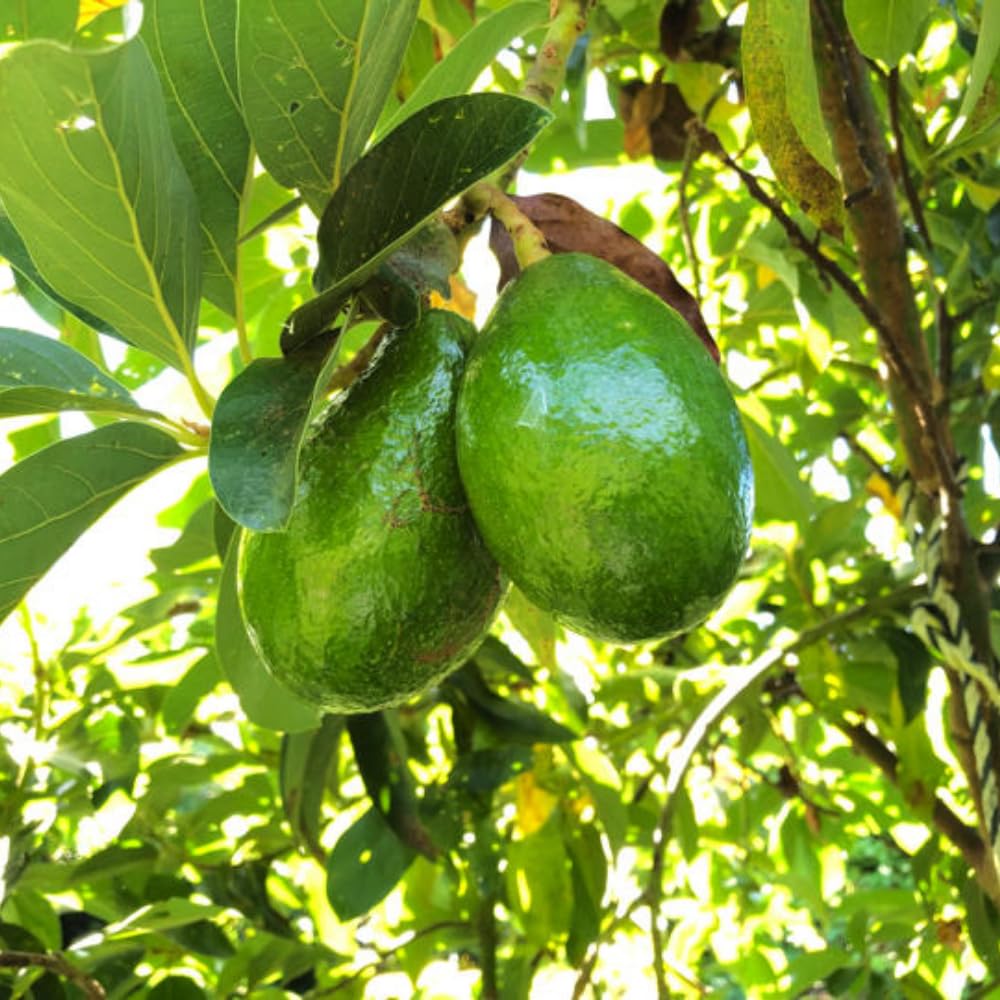 Avocado Tree Live Plant, Large Round Avocado Plants Live in 3 Gallon Pot, Fruit Bearing, Cold Hardy Fruit Tree for Backyards and Edible Gardening