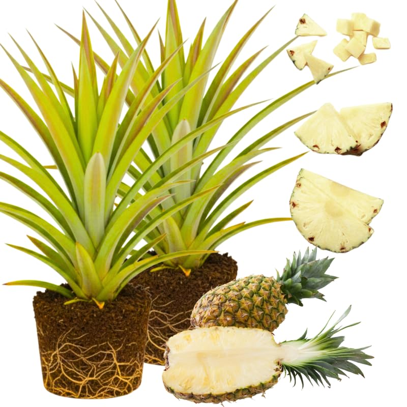 Pack 2 White Jade Pineapple Plants Live, Tropical Fruit for Spring Plant, Well-Rooted 4 to 8 Inch Tall for Planting Outdoor Full Sun