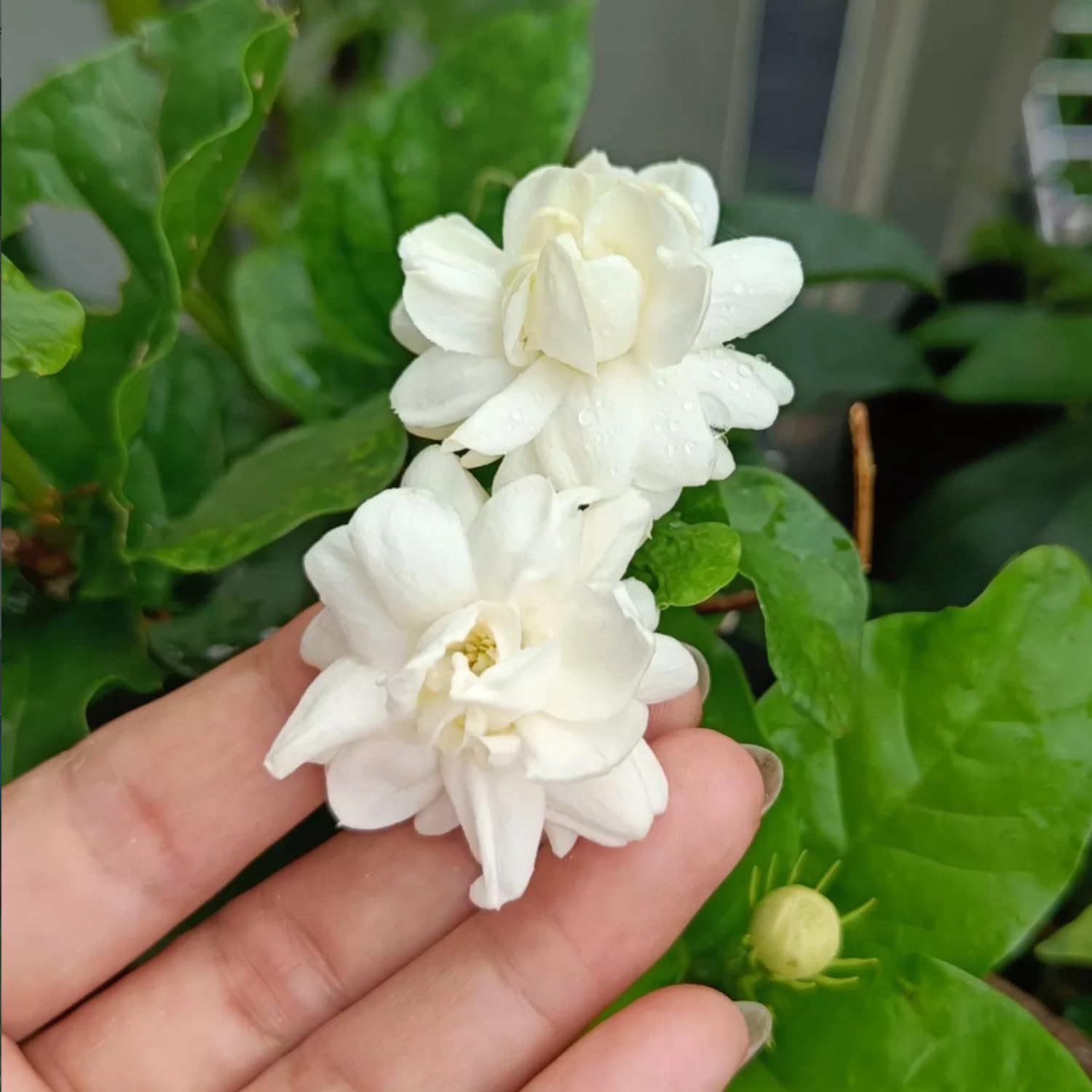 Live Duke Jasmine Vine Plant, Fragrant White Flowers, 2–3 Ft Height, 3 Gallon Pot, Outdoor Climbing Plant, No Ship to CA
