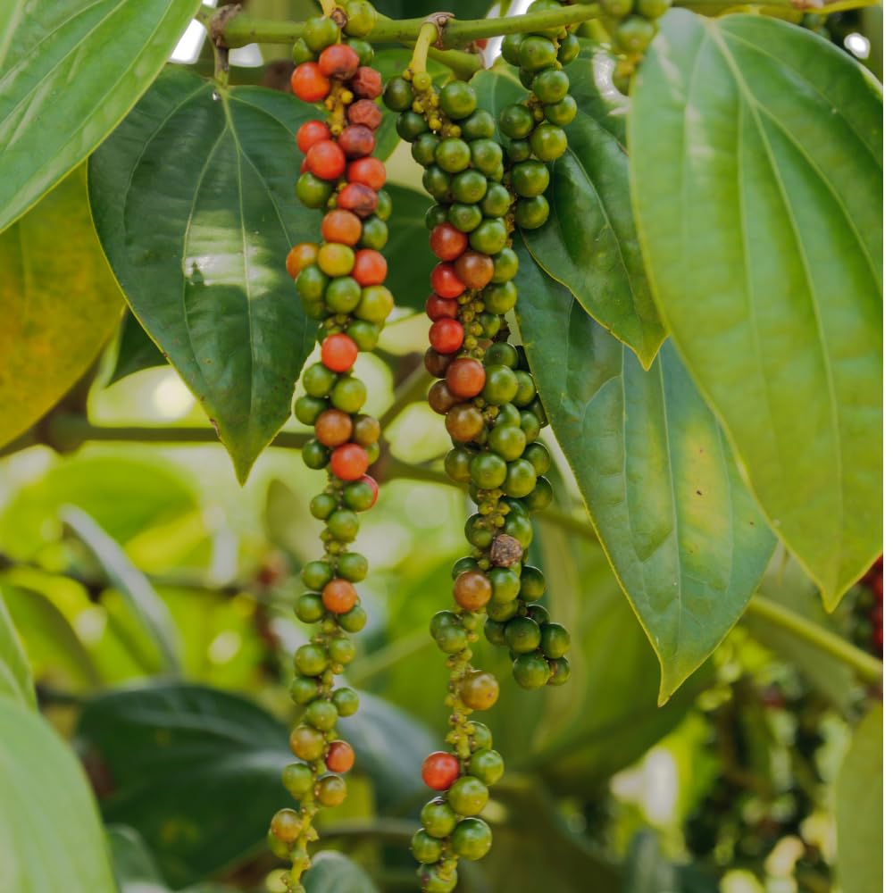 Black Pepper Plant Live, Black Pepper Tree Plant, 4 to 6 Inches, Well - Rooted Piper Nigrum Seedling for Indoor Outdoor Growing
