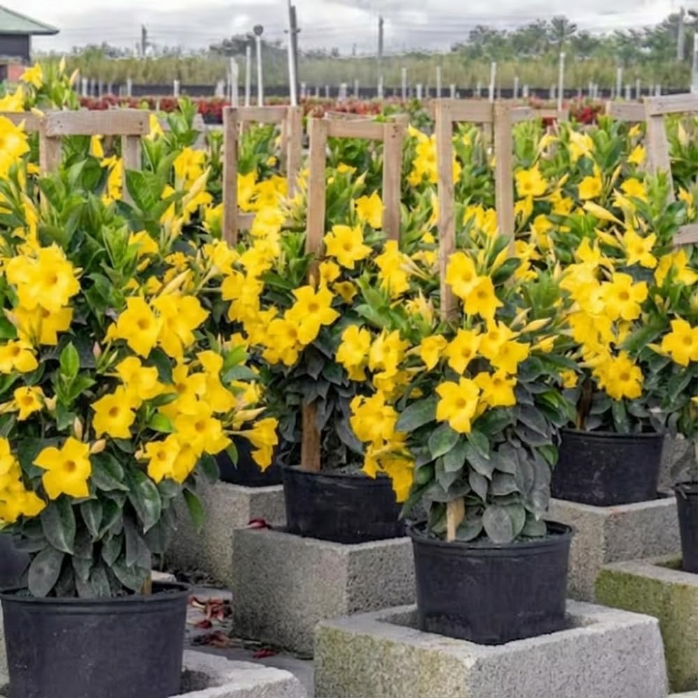 2 Yellow Mandevilla Live Plants Vine, Mandevilla Trees Seedlings, Winter Hardy, Spring Flowering Shrubs for Outdoor Planting, Starter Size 4-7" in Tall