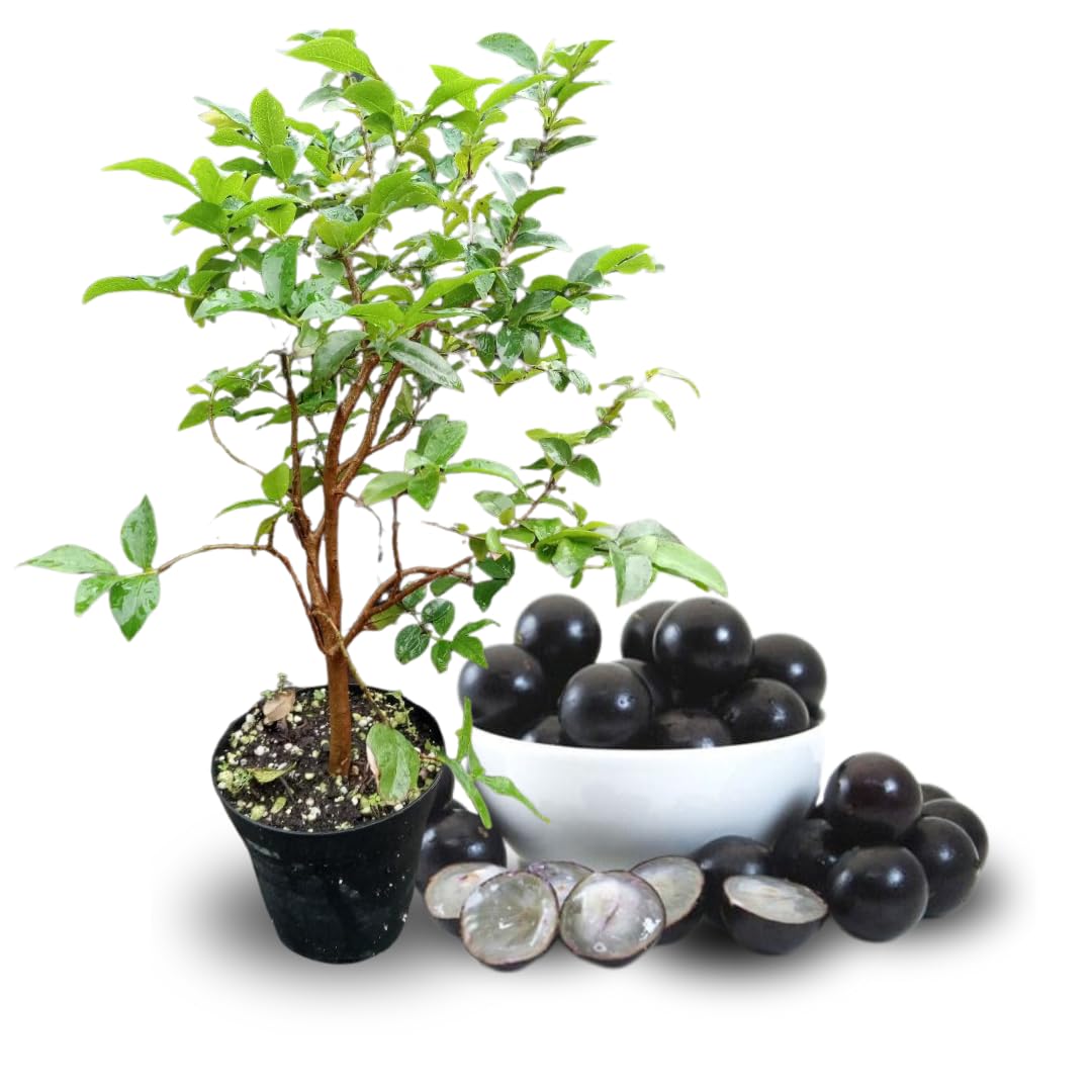 10-12" Jabuticaba Tree Live Plant, Jaboticaba Brazilian Grape Trees Seedling, No Pot, 1 Year Old Plants