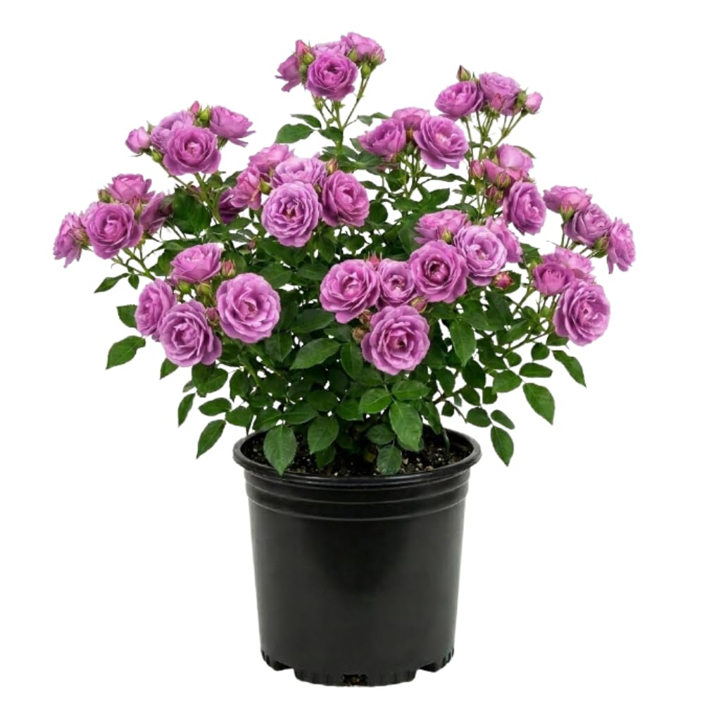 Purple Rose Plant Live, Mini Patio Rose Live Plant in 3 Gallon Pot, 1 Feet Tall, Compact Blooming Rose for Containers and Gardens, No Ship to CA