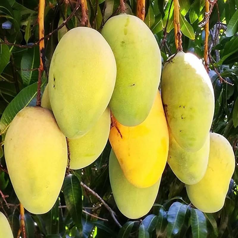 Yellow Mango Tree Live Plant for Planting, Grafted Mango Plant in 3 Gallon Pot, Fast Growing Tropical Fruit Tree Seedlings