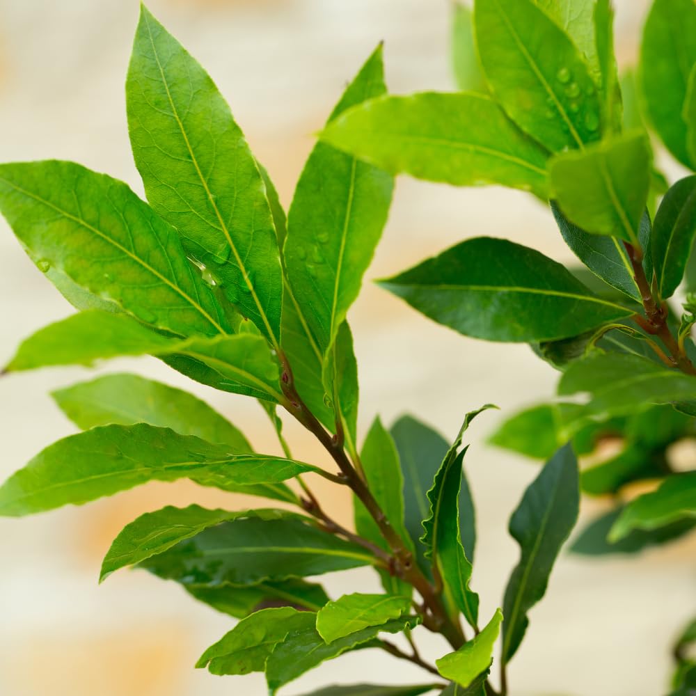 2 Bay Leaf Laurel Plants, Well Rooted Sweet Bay Leaf Tree 4-7 Inches, Laurus Nobilis, Fresh Culinary Herb for Garden and Containers