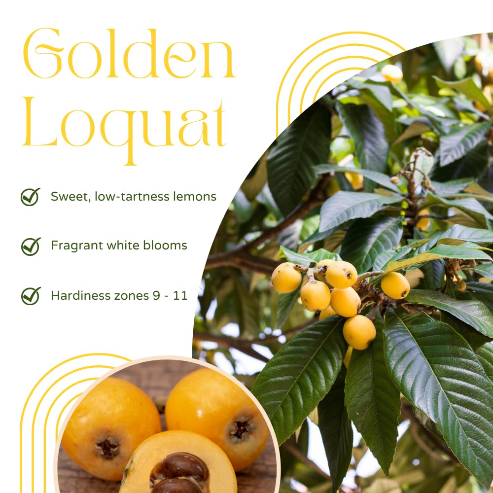 Golden Loquat Tree Live Plant, Loquat Fruit Tree, 2 Feet Tall, 3 Gallon Pot, Sweet Tropical Fruit Tree for Outdoor Gardening, No Ship to CA