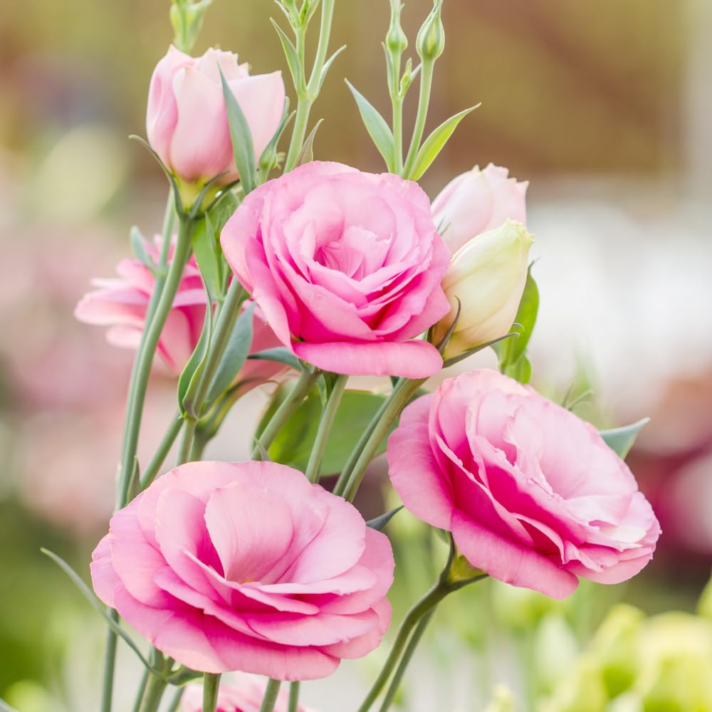 Eustoma Lisianthus Plant Live, Pink Rose Lisianthus Flowers Well Rooted Plug 2-3" Tall, Lisianthus Thornless Roses