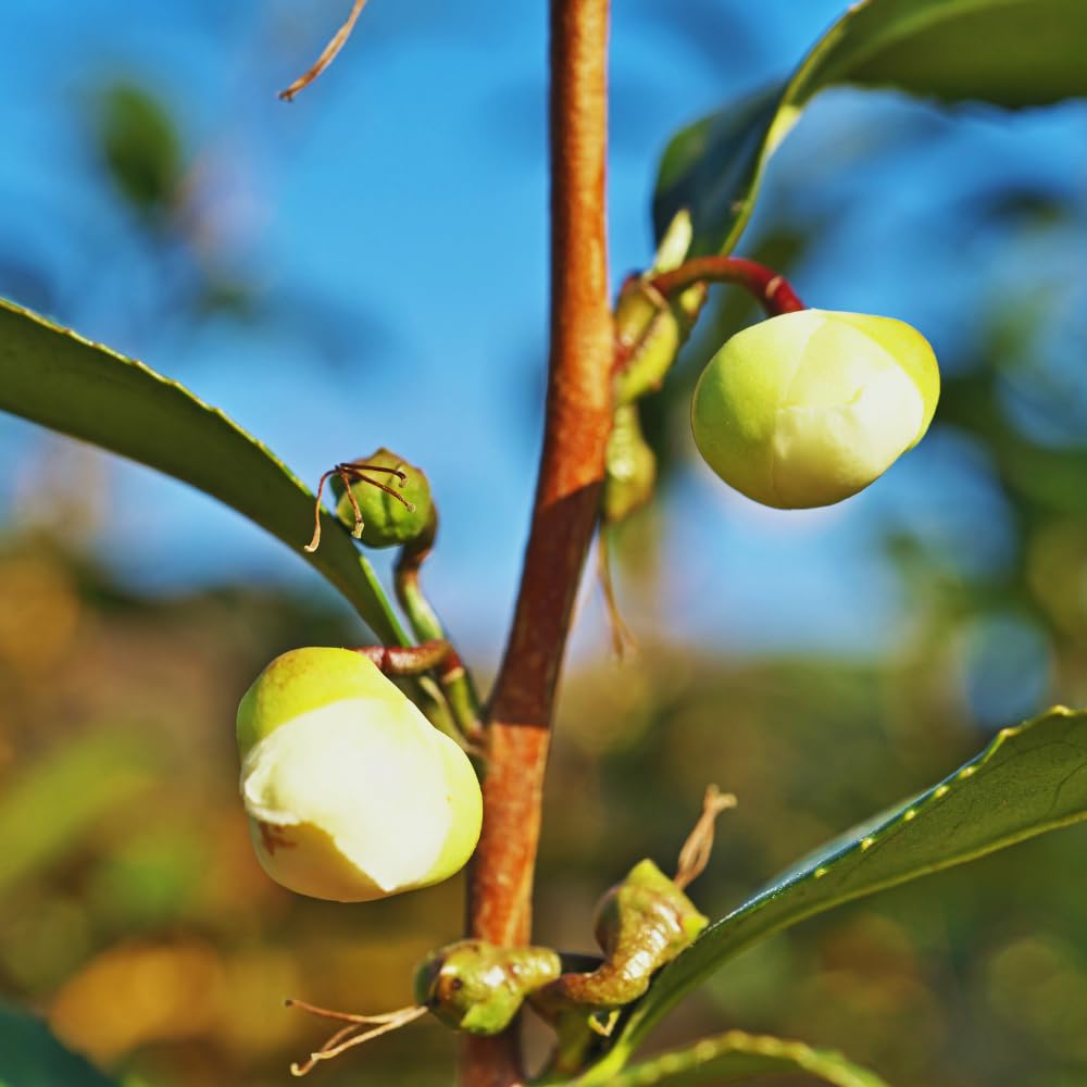 3 Tea Tree Live Plant, Camellia Sinensis Plants Live, Herb Plant from 5 to 8 Inches Long