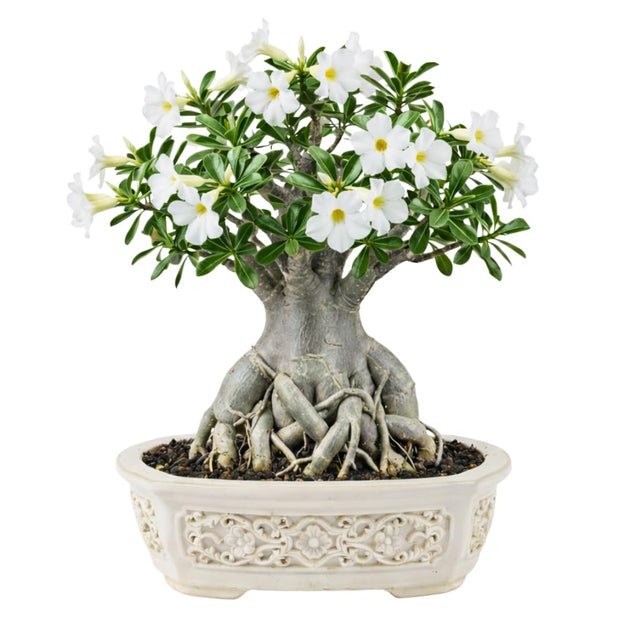 SUCCULENTS Collection - Verdure Lab