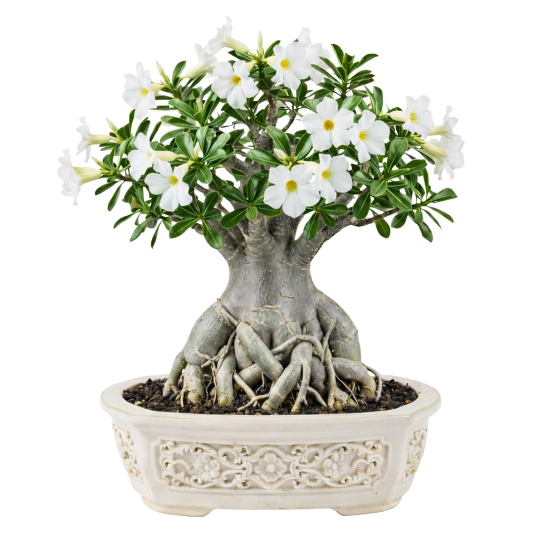 Live Desert Rose Plant, Adenium Obesum Desert Rose, Flowering Succulent, 4-7 Inches Tall for Indoor or Outdoor Planting (White Desert Rose)