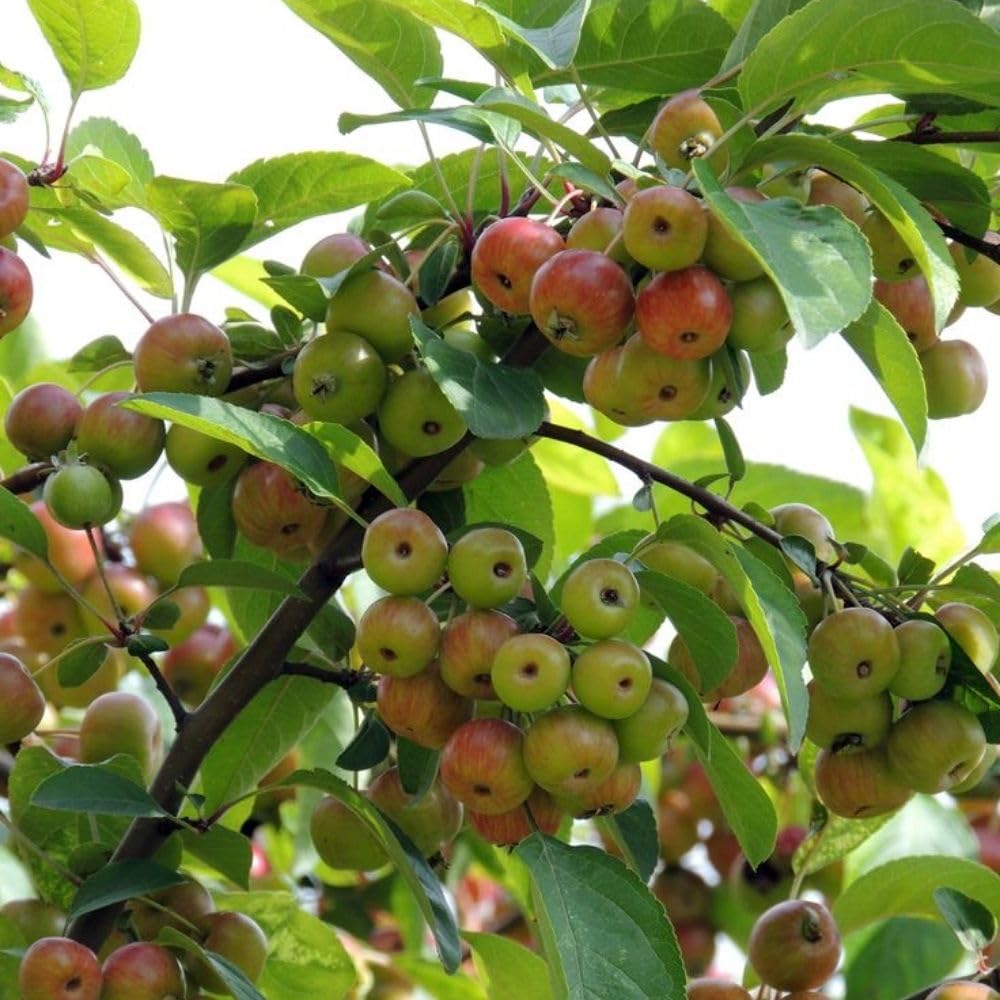 Crabapple Tree Live Plant, Flowering Seedling Tree, 5-8 Inch Tall