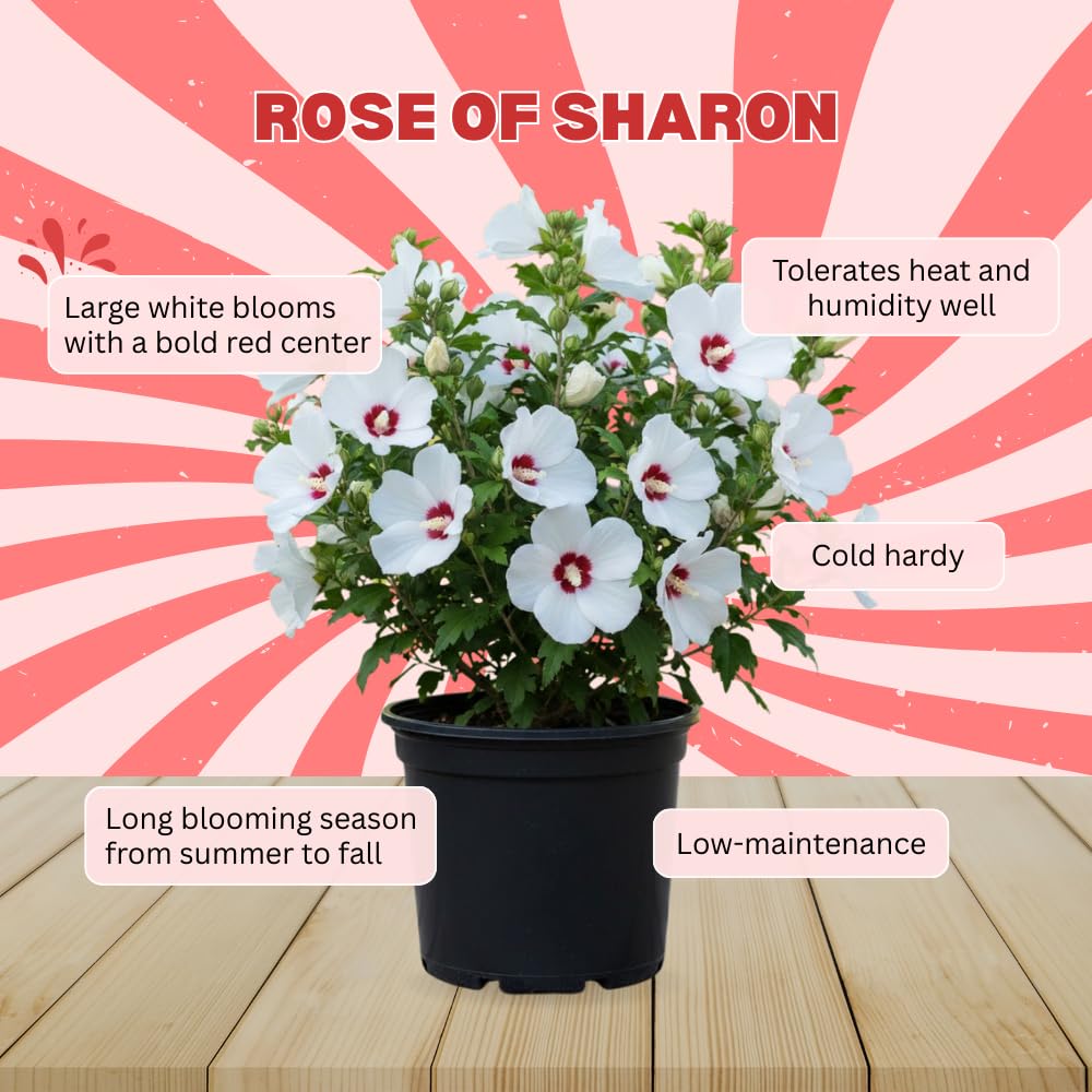 Rose of Sharon Plant Live, Rose of Sharon Tree Live Plant, Well Rooted Red and White Flowering Althea Plants, Hibiscus Shrub for Outdoor Planting, 1.5 to 2.5 Feet Tall