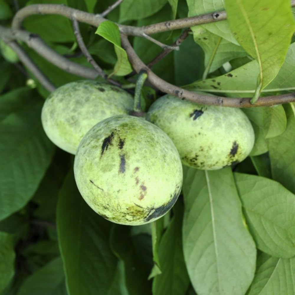 2 Common Pawpaw Trees Live Plants Starters, Paw Paw Plant, Asimina Triloba 6-12 Inches Tall, Hardy Fruit Trees for Home Gardens