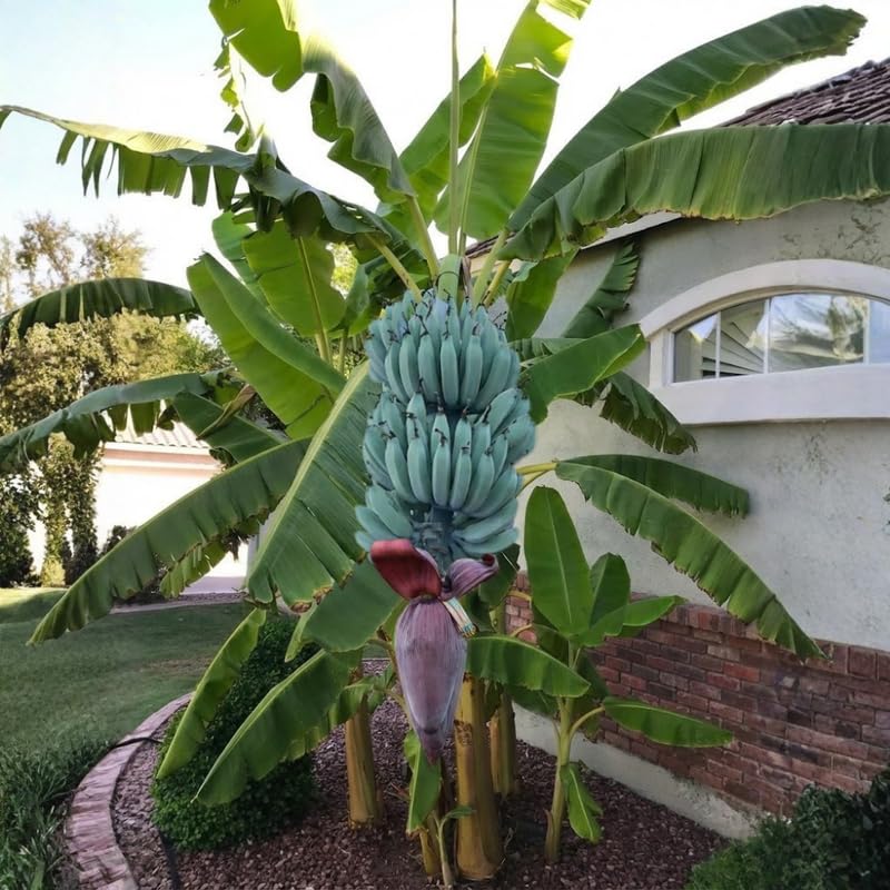 Blue Ice Cream Banana Tree Live Plant 4–7″ Tall, Tropical Banana Plant, Fast Growing, Indoor and Outdoor Growing