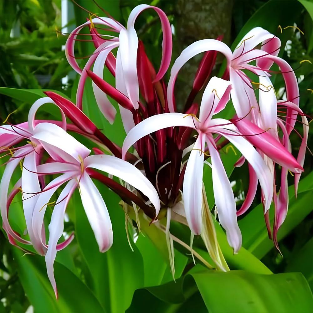Queen Lily Plant Live, 2-2.5 Feet Tall in 1 Gallon Pot, Tall Fragrant Tropical Flowering Plant, Pink White Lilies