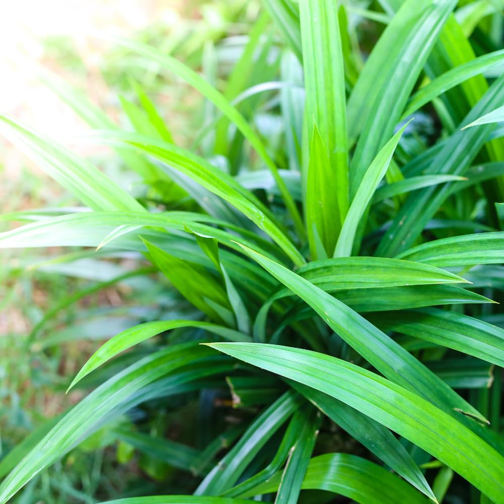 Pandan Plant Live Well-Rooted, 4-6” Tall, Fragrant Tropical Pandan Herb for Home Garden