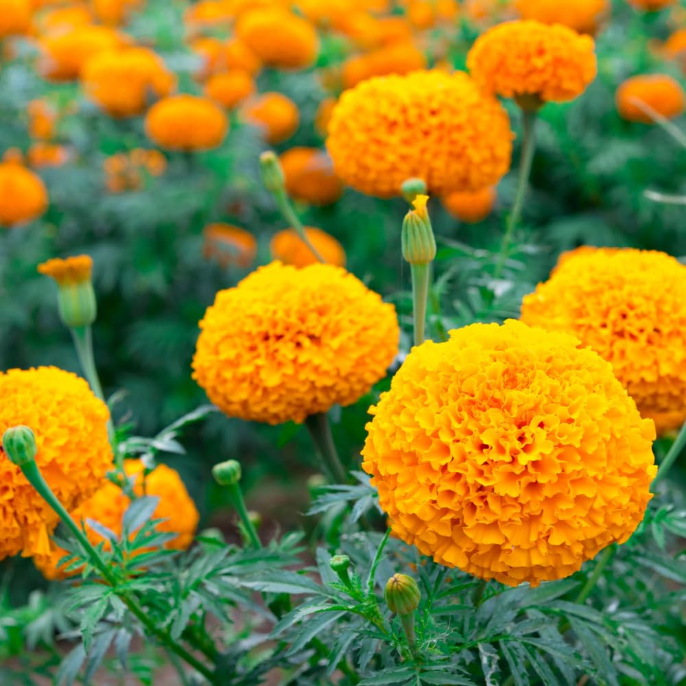 3 Mix Marigold Plants Live, 5 to 8 Inc Live Marigold Flower Plants