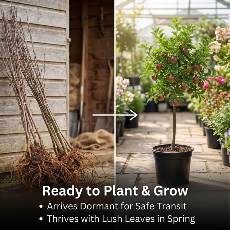 Live Red Delicious Apple Tree 3 Feet Tall, Fruit Apple Tree Plant for Outdoor Garden in 5 Gallon Pot, Sweet Apples for Backyard Orchard, Patio Container or Home Garden, No Ship to CA