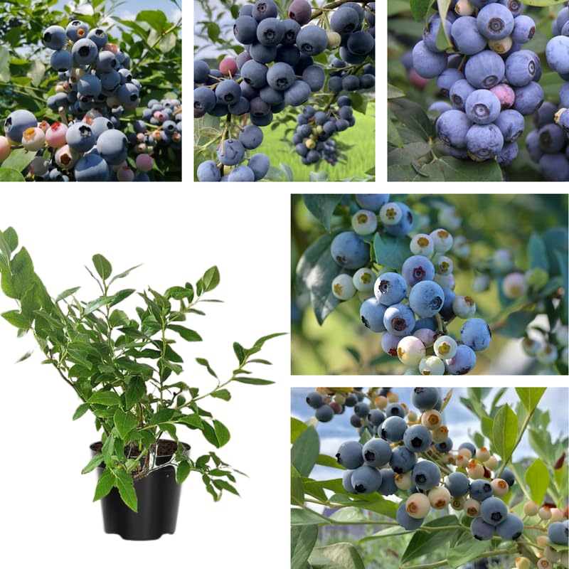Sets 2 Blueberry Trees Live Plants, Blueberries Bushes, Hardy and High Yield, Seedlings Southern Highbush Blueberry Plants Live for Outdoor Growing, 5-7" Tall (Common Variety)
