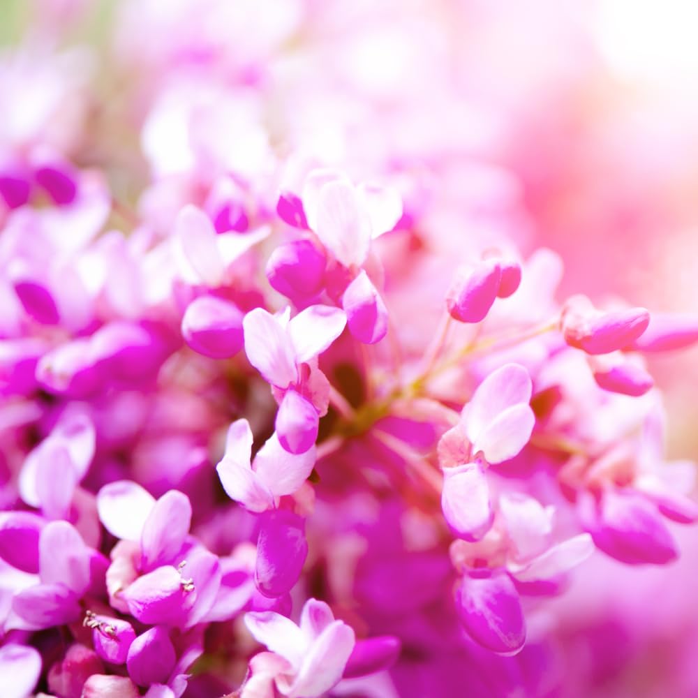 Eastern Redbud Tree Live Plant in Quart Pot, Pink Flowering Ornamental Tree, 8-14" Tall, Hardy Redbud Seedling for Outdoor Landscaping, Winter Dormant