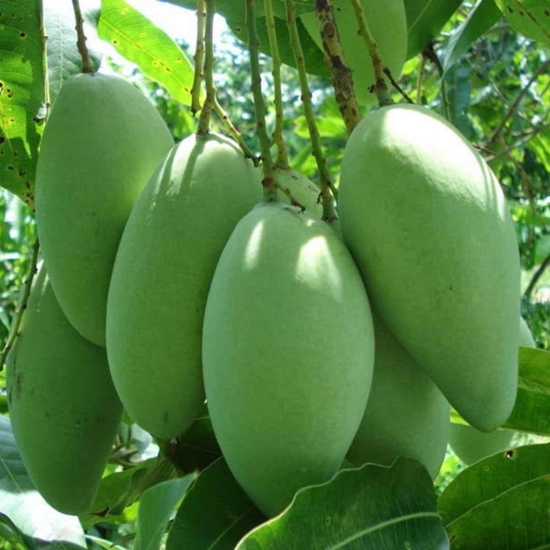Mango Tree Live Plant, Sweet Mango Plant, Tropical Fruit Tree in 3 Gallon Pot for Outdoor Planting (Large Fruit Mango)