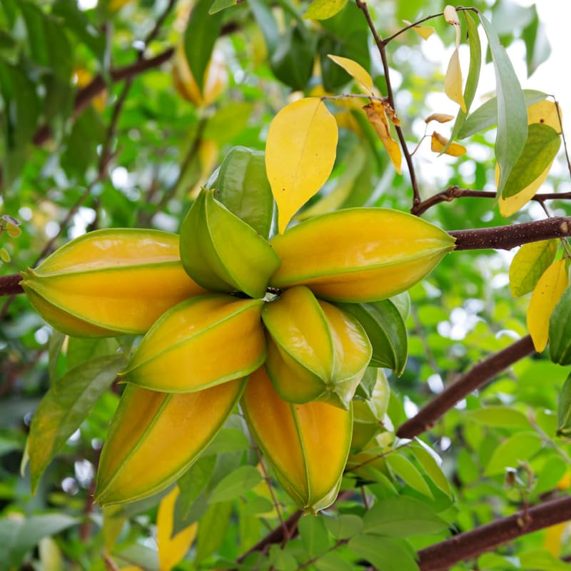 Starfruit Tree Live Plant, Star Fruit Plant Live, 3 Gallon Pot, Hardy Fruit Garden Outdoor, No Ship to CA