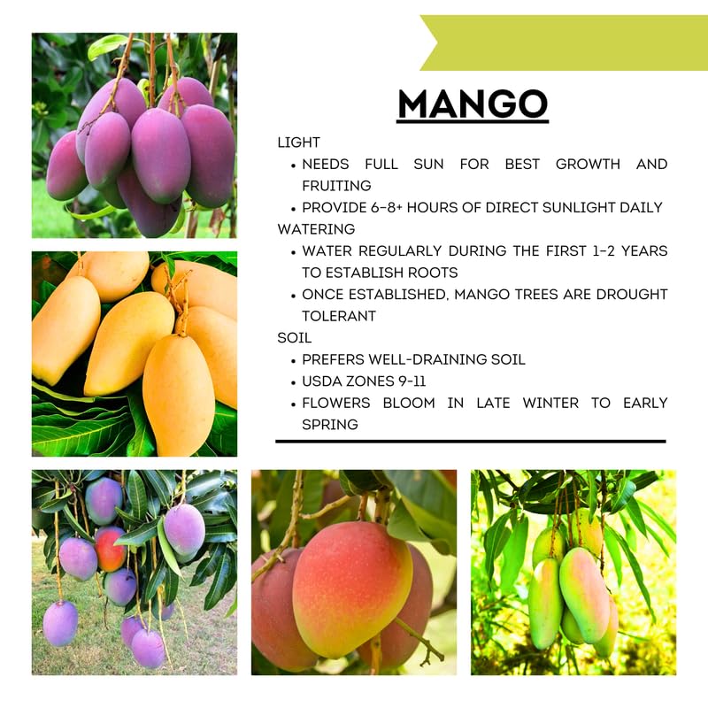 Pride Mango Tree Live Plant Grafted, 2–3 Feet Tall in 3 Gallon Pot, Sweet Tropical Mango Fruit Tree
