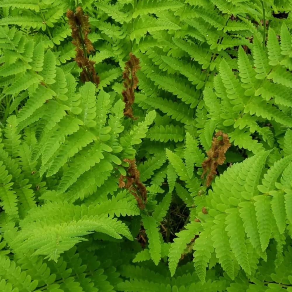 5 Ferns Rhizomes, Fern Roots Outdoor Indoor, Live Ferns Roots for Outdoors, 3 to 5 Inc Tall