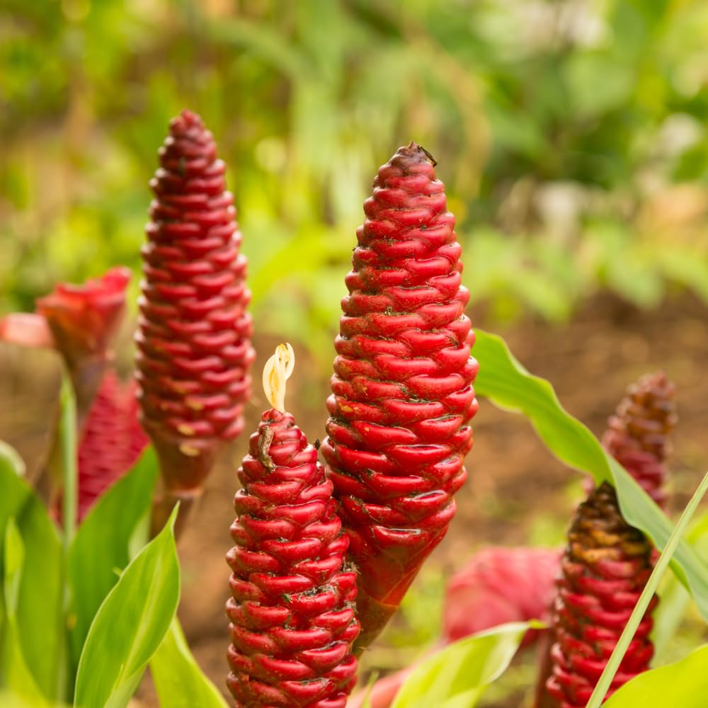 2 Awapuhi Shampoo Ginger Plants 4-6 Inch, Live Zingiber Zerumbet Pinecone Ginger Starter, Fast Growing, Easy Care