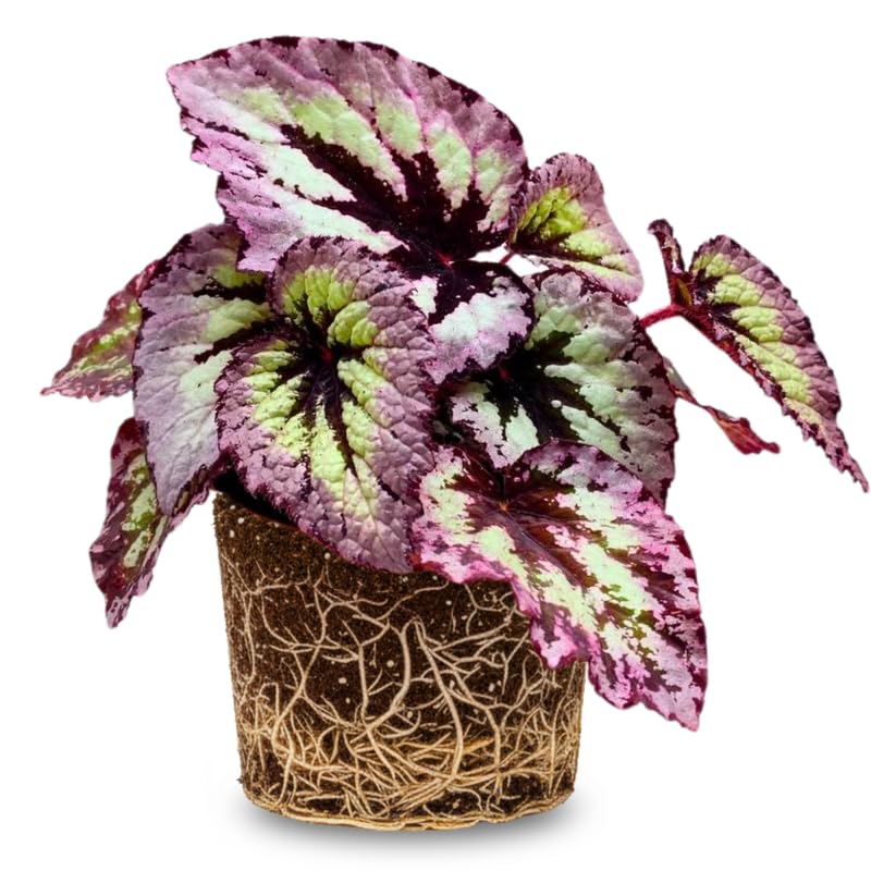 Pack 2 Begonias Plants Live, Pink Fire Begonia Live Plant for Decorative Houseplants Indoor Outdoor, Spring Vibrant Foliage
