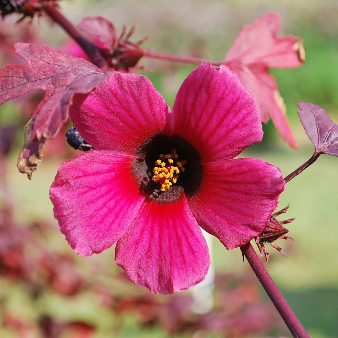 Set 2 Cranberry Hibiscus Tree Live Plant for Outdoor Planting, Well-Rooted, 4-7 Inches Tall